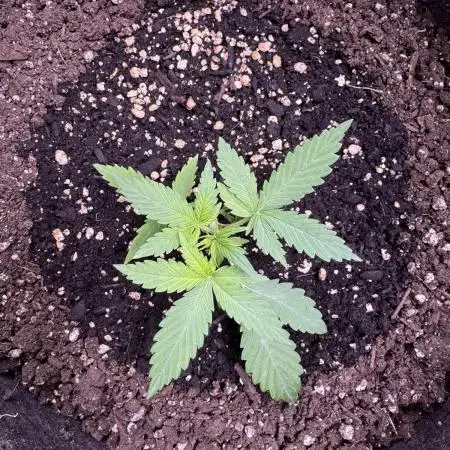 Caramel Auto - FastBuds