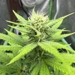 Auto Big Demon by Divine Seeds