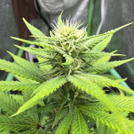 Auto Big Demon by Divine Seeds