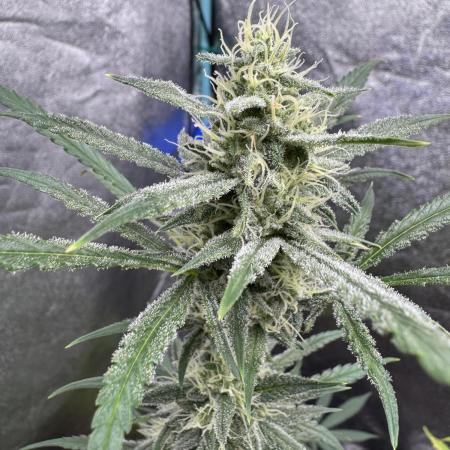 Sour Apple X Strawberry Gorilla Auto Fem