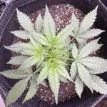 Zkittelz XL Auto - Ganja Farmer Seeds