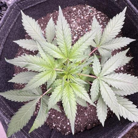 Zkittelz XL Auto - Ganja Farmer Seeds