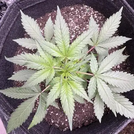 Zkittelz XL Auto - Ganja Farmer Seeds