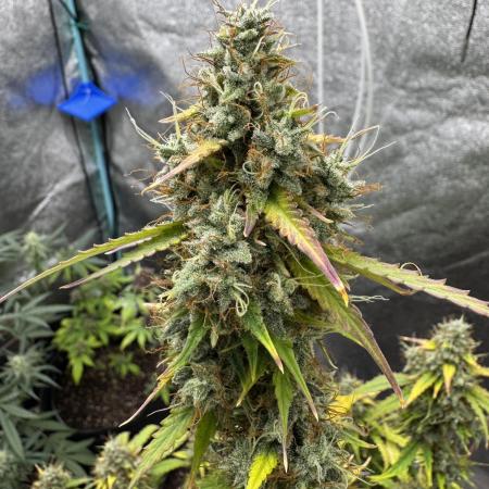 Pineapple Coconut Auto