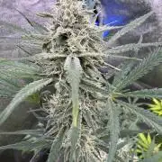 Sour Apple X Strawberry Gorilla Auto