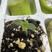 CBD Lemon Auto-Run #2 Herbies Seeds