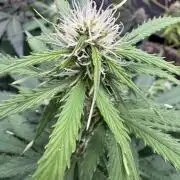 Apple Betty Auto from Herbies Seeds