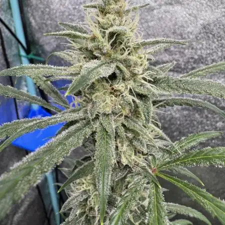 Sour Apple X Strawberry Gorilla Auto Fem