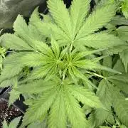 Apple Betty Auto from Herbies Seeds