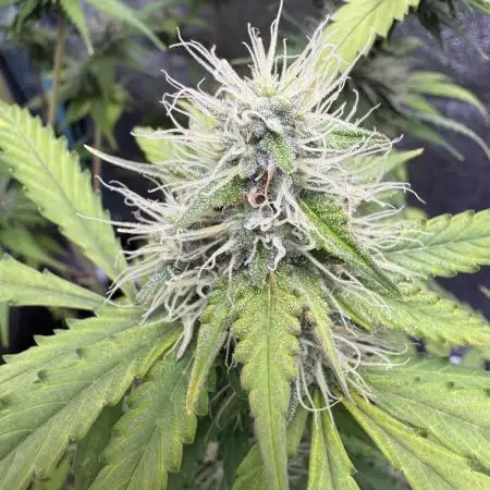 Pineapple Coconut Auto