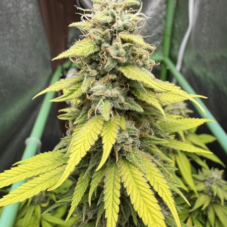 Big Demon by Divine Seeds