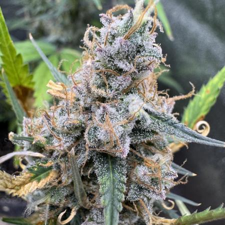 Zkittelz XL Auto - Ganja Farmer Seeds