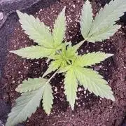 Sour Apple X Strawberry Gorilla Auto