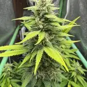 Big Demon by Divine Seeds