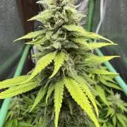 Big Demon by Divine Seeds