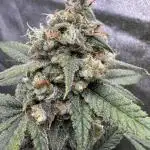 Auto Opium - Divine Seeds