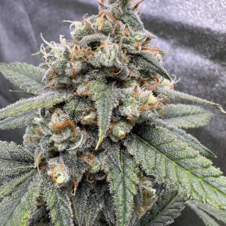 Auto Opium - Divine Seeds