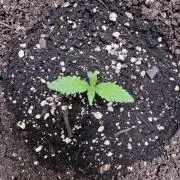 Sour Apple X Strawberry Gorilla Auto