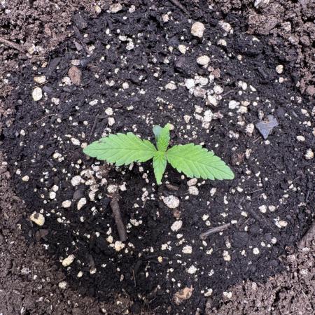 Sour Apple X Strawberry Gorilla Auto