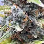 AUTO FRACTAL - Divine Seeds