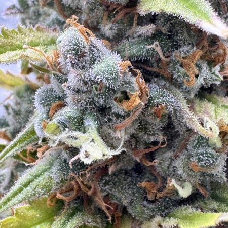 AUTO FRACTAL - Divine Seeds