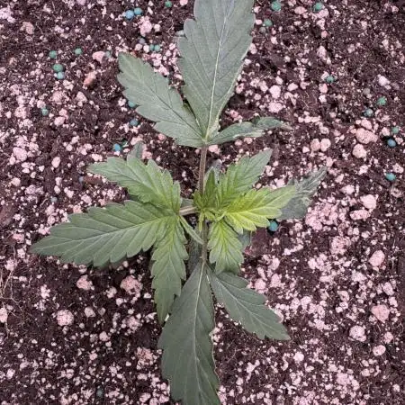 AUTO WHITE WIDOW - Divine Seeds