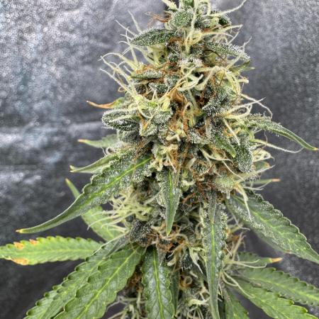 Apple and Blackberry F1 Auto - Tastebudz