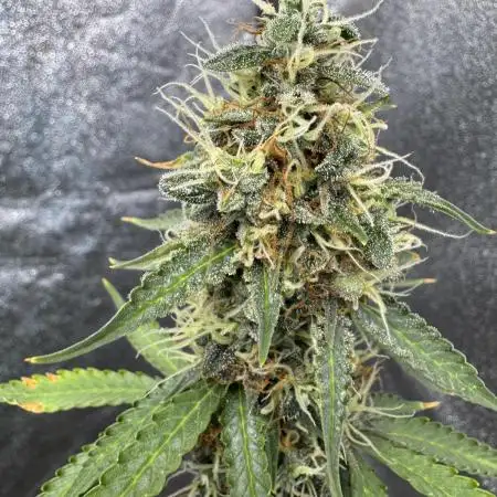 Apple and Blackberry F1 Auto - Tastebudz