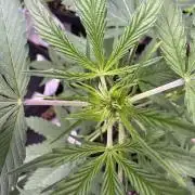 Purple Tangie Auto - Supernatural Seeds