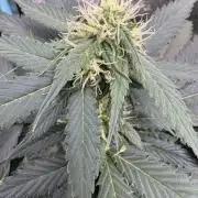 Caramel Auto - FastBuds