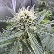 Sour Apple X Strawberry Gorilla Auto