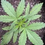 CBD Lemon Auto - Herbies Seeds