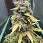 Big Demon by Divine Seeds