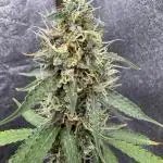 Apple and Blackberry F1 Auto - Tastebudz
