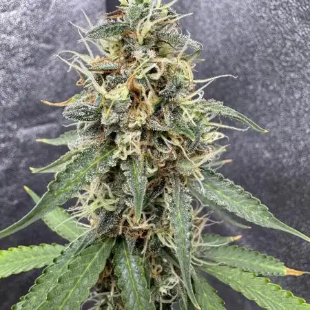 Apple and Blackberry F1 Auto - Tastebudz
