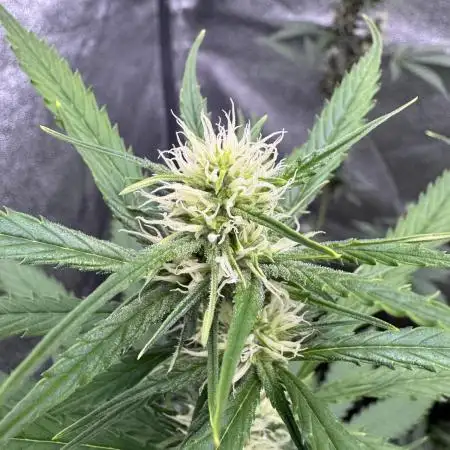 AUTO FRACTAL - Divine Seeds