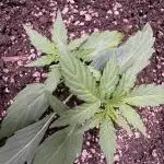 Wurlz F1 Autoflower - Zamnesia Seeds