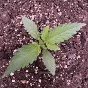 Sour Apple X Strawberry Gorilla Auto