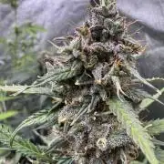 AUTO WHITE WIDOW - Divine Seeds