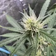 Purple Tangie Auto - Supernatural Seeds