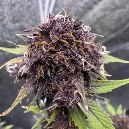 DARK LEMONADE AUTO - Delicious Seeds