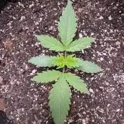 Sticky Broccoli Auto-Zamnesia