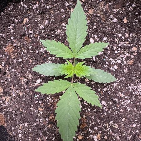 Sticky Broccoli Auto-Zamnesia