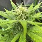 Auto Big Demon by Divine Seeds