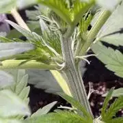 Sour Apple X Strawberry Gorilla Auto