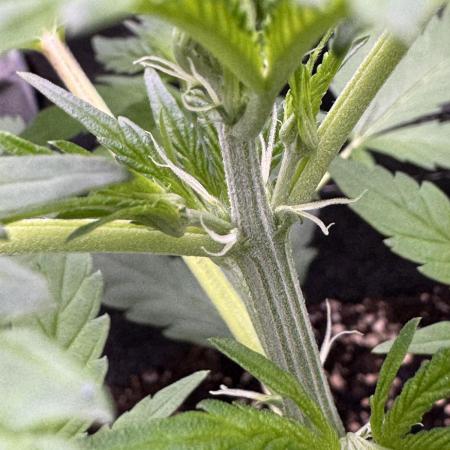 Sour Apple X Strawberry Gorilla Auto