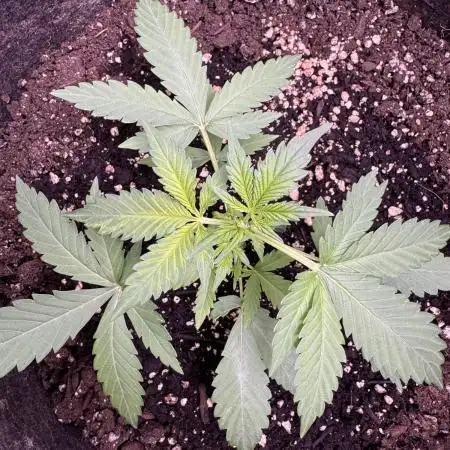 Caramel Auto - FastBuds