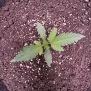 Sour Apple X Strawberry Gorilla Auto