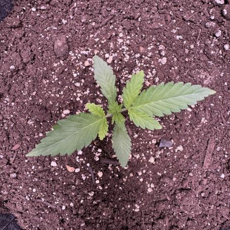 Sour Apple X Strawberry Gorilla Auto