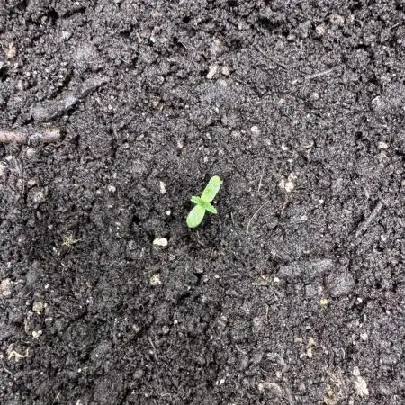 Wurlz F1 Autoflower - Zamnesia Seeds
